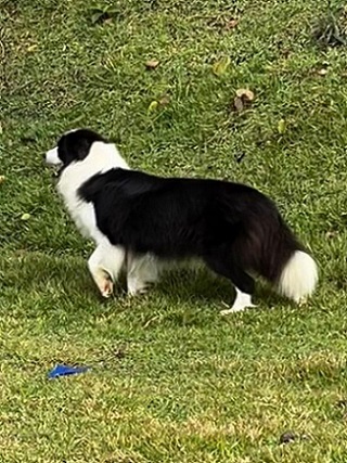 minha figura