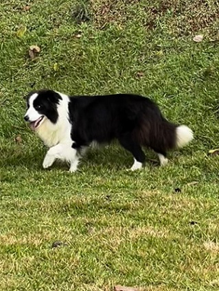 minha figura