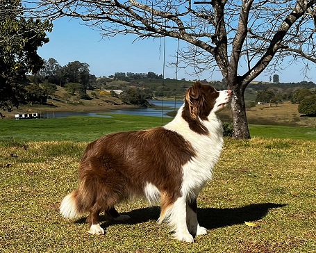 minha figura