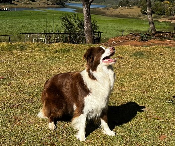 minha figura